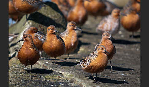 Knutt (Calidris canutus)