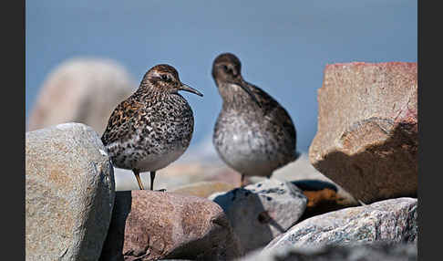 Meerstrandläufer (Calidris maritima)