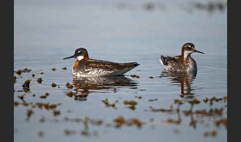 Odinshühnchen (Phalaropus lobatus)