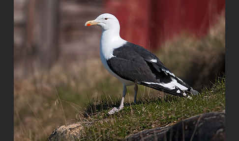 Mantelmöwe (Larus marinus)