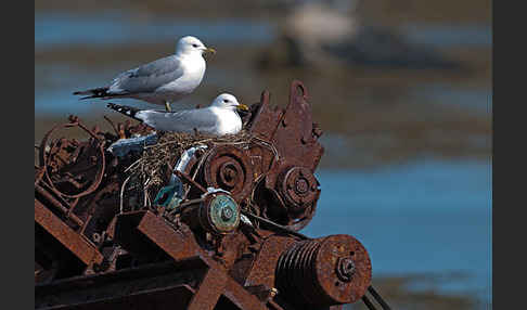 Sturmmöwe (Larus canus)