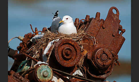 Sturmmöwe (Larus canus)