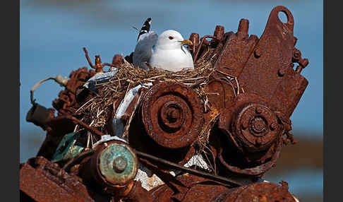 Sturmmöwe (Larus canus)