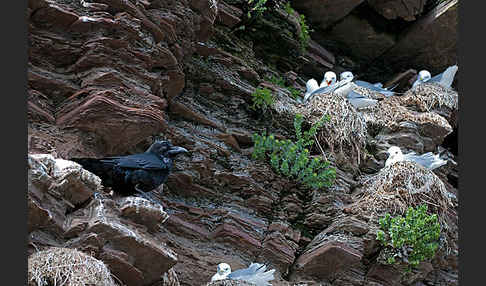 Kolkrabe (Corvus corax)