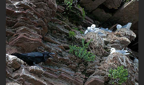 Kolkrabe (Corvus corax)