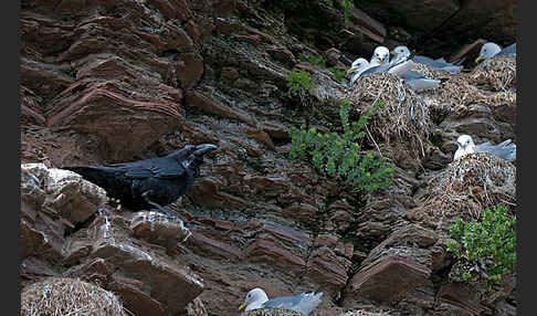 Kolkrabe (Corvus corax)