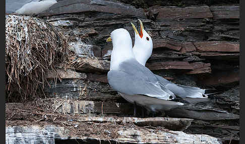 Dreizehenmöwe (Rissa tridactyla)