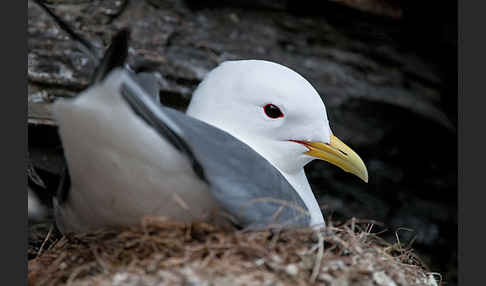 Dreizehenmöwe (Rissa tridactyla)