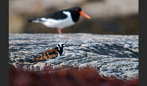 Austernfischer (Haematopus ostralegus)