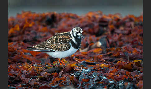 Steinwälzer (Arenaria interpres)