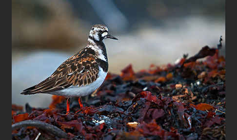 Steinwälzer (Arenaria interpres)