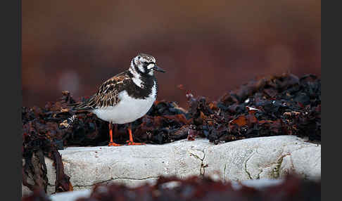 Steinwälzer (Arenaria interpres)