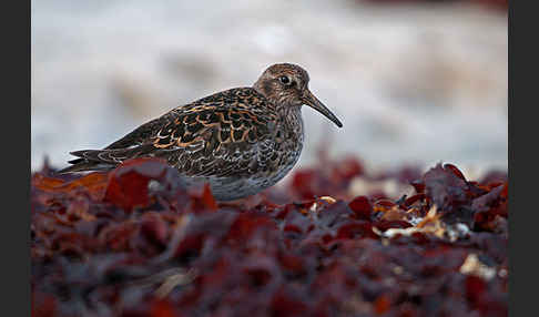 Meerstrandläufer (Calidris maritima)