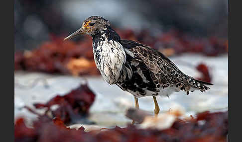 Kampfläufer (Philomachus pugnax)