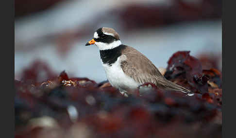 Sandregenpfeifer (Charadrius hiaticula)