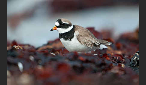 Sandregenpfeifer (Charadrius hiaticula)