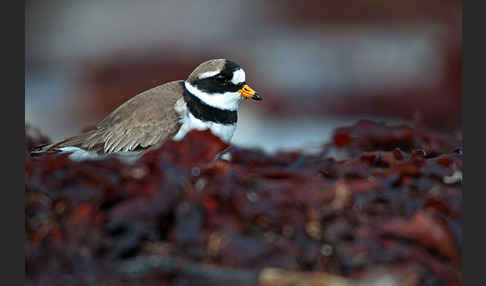 Sandregenpfeifer (Charadrius hiaticula)