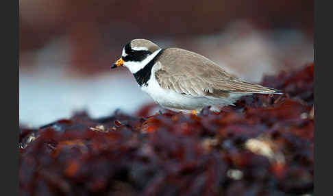 Sandregenpfeifer (Charadrius hiaticula)