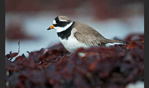 Sandregenpfeifer (Charadrius hiaticula)