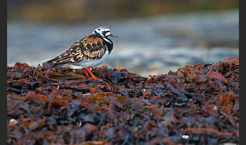 Steinwälzer (Arenaria interpres)