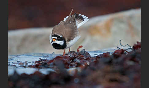 Sandregenpfeifer (Charadrius hiaticula)