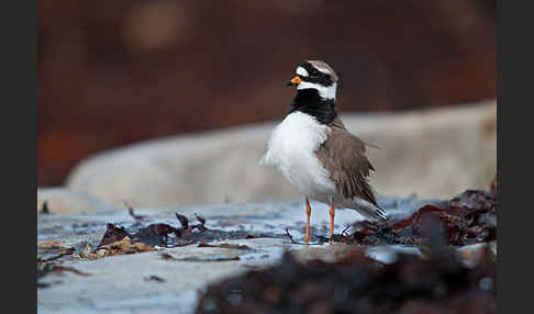 Sandregenpfeifer (Charadrius hiaticula)