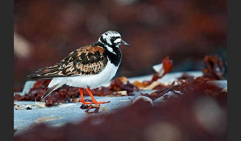 Steinwälzer (Arenaria interpres)