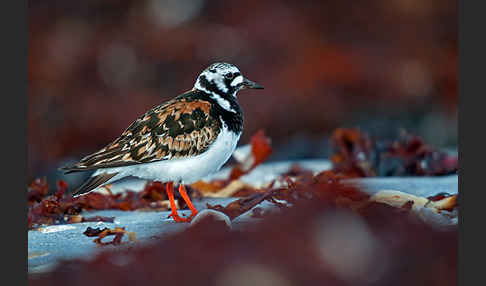 Steinwälzer (Arenaria interpres)