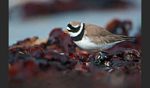 Sandregenpfeifer (Charadrius hiaticula)