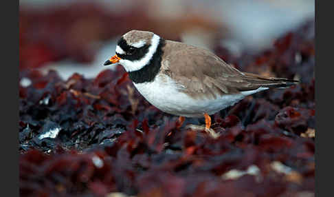 Sandregenpfeifer (Charadrius hiaticula)