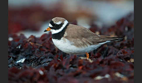 Sandregenpfeifer (Charadrius hiaticula)