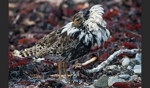 Kampfläufer (Philomachus pugnax)