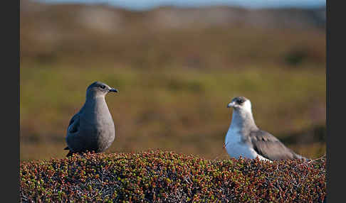 Schmarotzerraubmöwe (Stercorarius parasiticus)