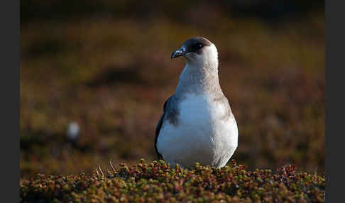 Schmarotzerraubmöwe (Stercorarius parasiticus)