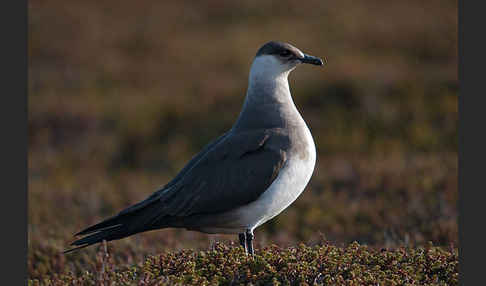 Schmarotzerraubmöwe (Stercorarius parasiticus)