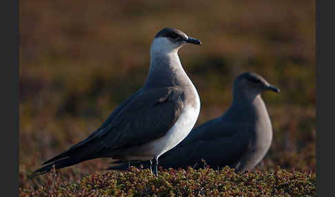 Schmarotzerraubmöwe (Stercorarius parasiticus)