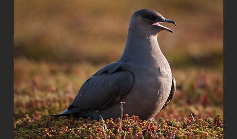 Schmarotzerraubmöwe (Stercorarius parasiticus)