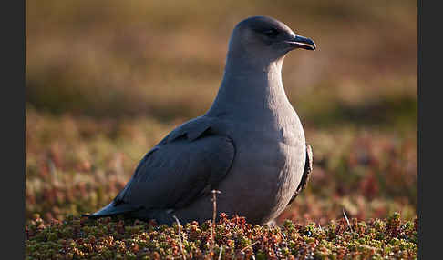 Schmarotzerraubmöwe (Stercorarius parasiticus)