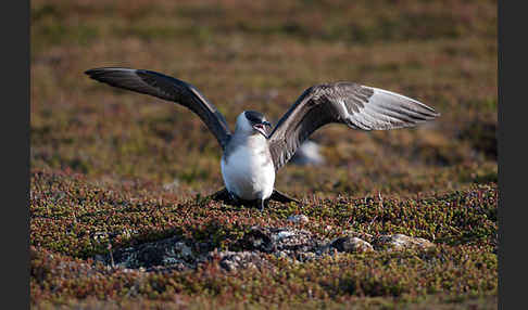 Schmarotzerraubmöwe (Stercorarius parasiticus)