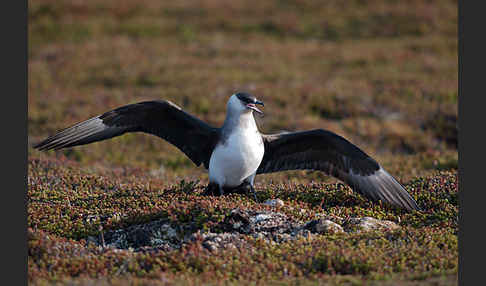 Schmarotzerraubmöwe (Stercorarius parasiticus)