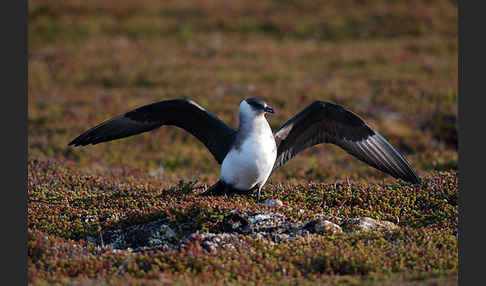 Schmarotzerraubmöwe (Stercorarius parasiticus)