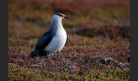 Schmarotzerraubmöwe (Stercorarius parasiticus)