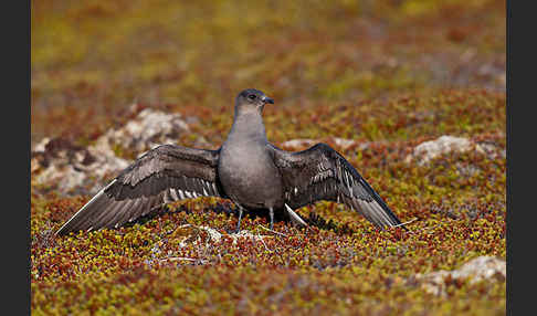 Schmarotzerraubmöwe (Stercorarius parasiticus)