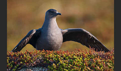 Schmarotzerraubmöwe (Stercorarius parasiticus)