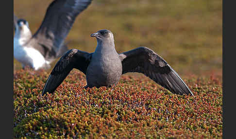 Schmarotzerraubmöwe (Stercorarius parasiticus)