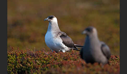 Schmarotzerraubmöwe (Stercorarius parasiticus)