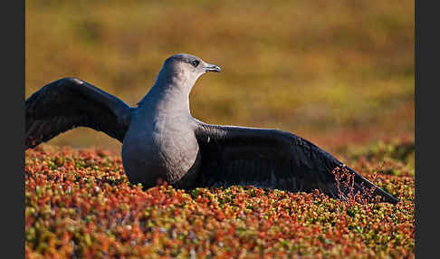 Schmarotzerraubmöwe (Stercorarius parasiticus)