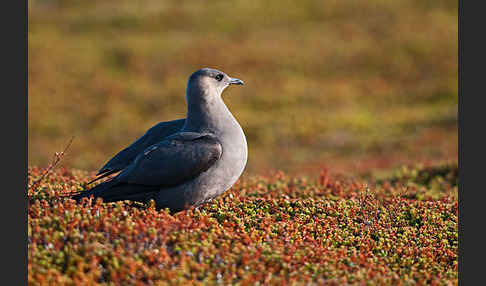 Schmarotzerraubmöwe (Stercorarius parasiticus)