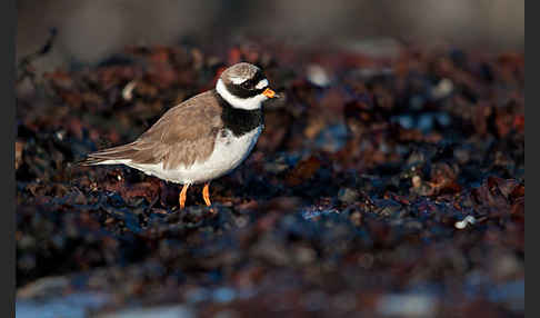 Sandregenpfeifer (Charadrius hiaticula)