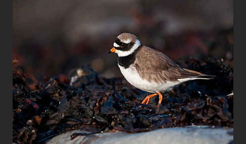 Sandregenpfeifer (Charadrius hiaticula)